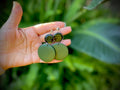 Green Fern Wooden Christmas Earrings: Clip-On/Post Options | Tree-Inspired Design