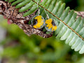 Real Pressed Sunflower Earrings: Sterling Silver Dangle Resin Jewelry