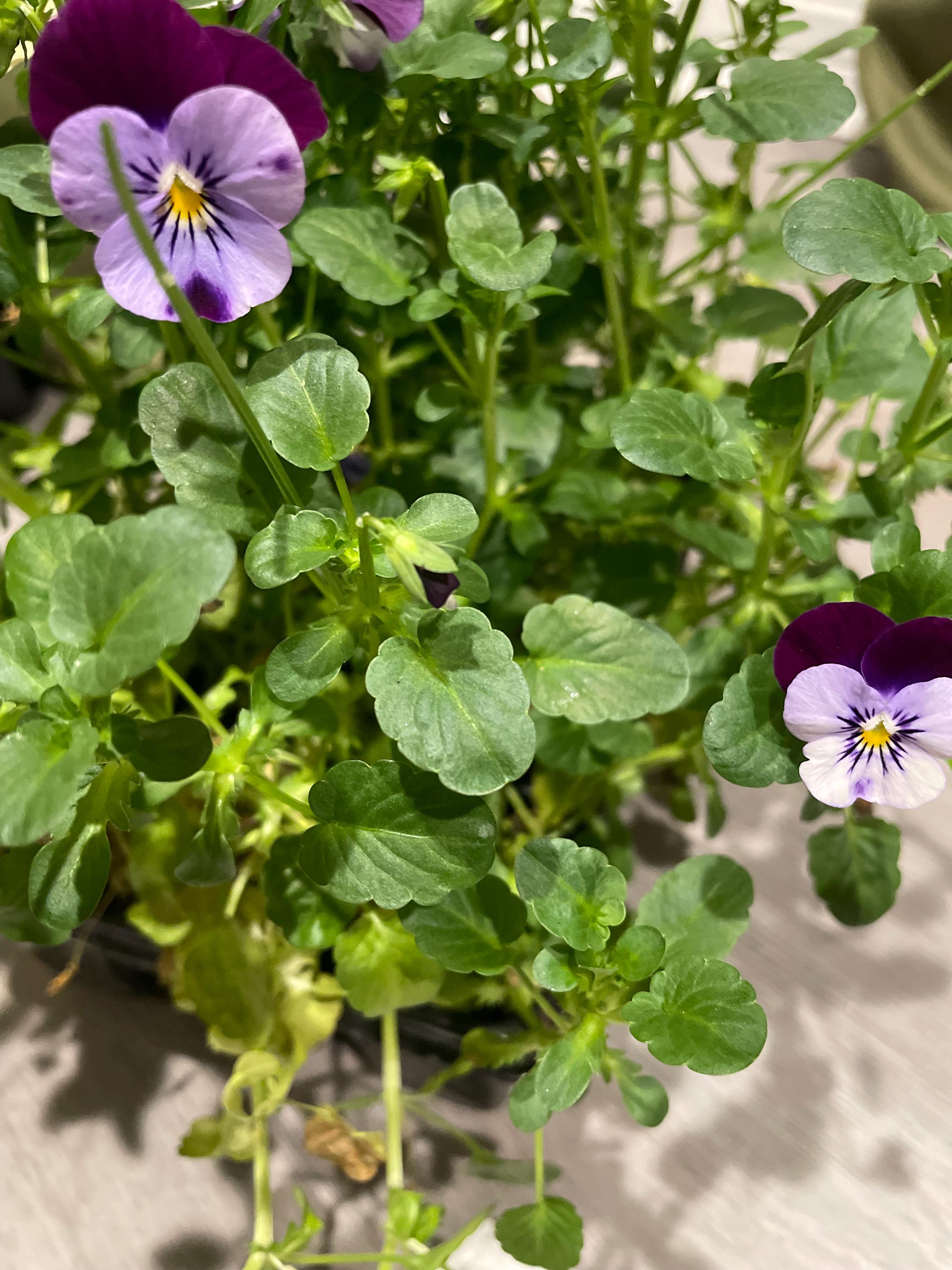 Real Viola and Hydrangea Flower Hair Clip: Purple and Green Nature Inspired Hair Accessories for Flower Girl Proposal