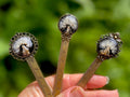 Real Dandelion Bookmark: Bronze Metal Ruler, January Birth Flower Black Gothic Bookish Gifts